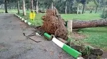 سقوط وحشتناک دو درخت چنار روی چند خودرو