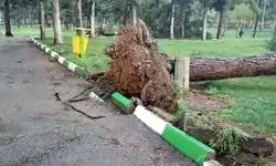 سقوط وحشتناک دو درخت چنار روی چند خودرو