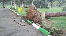 سقوط وحشتناک دو درخت چنار روی چند خودرو