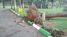 سقوط وحشتناک دو درخت چنار روی چند خودرو