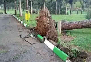 سقوط وحشتناک دو درخت چنار روی چند خودرو