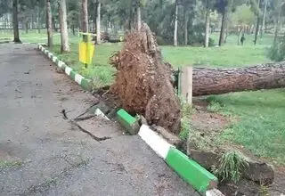 سقوط وحشتناک دو درخت چنار روی چند خودرو