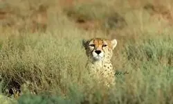 توله بازمانده پلنگ معروف شناسایی شد