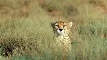 توله بازمانده پلنگ معروف شناسایی شد