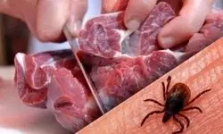 افزایش شیوع تب کریمه کنگو / اردبیلی‌ها مراقب باشند