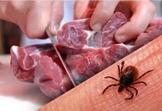 افزایش شیوع تب کریمه کنگو / اردبیلی‌ها مراقب باشند
