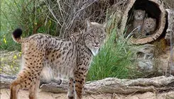 ااولین تصاویر از سیاه‌گوش سفید ایبری/ببینید