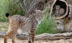 ااولین تصاویر از سیاه‌گوش سفید ایبری/ببینید