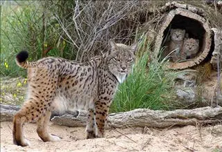 ااولین تصاویر از سیاه‌گوش سفید ایبری/ببینید