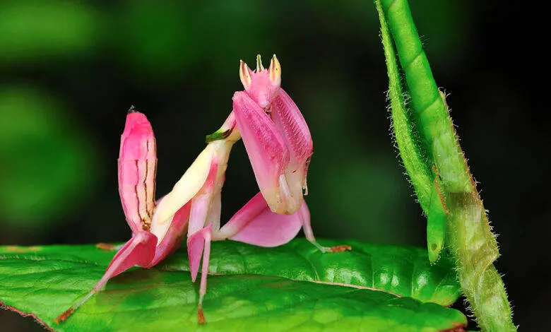 این هیولایی صورتی‌رنگ از دنیای دیگر آمده است! + عکس