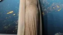 بازیگر مشهور از تجربه سخت افسردگی پس از زایمان گفت
