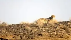 احتمال شناسایی یک یوزپلنگ جدید در یوزکُنام