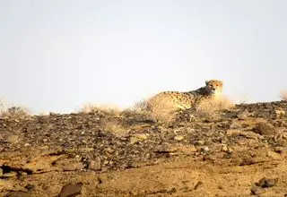 احتمال شناسایی یک یوزپلنگ جدید در یوزکُنام