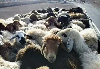 انهدام باند سارقان احشام در مازندران