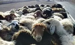 انهدام باند سارقان احشام در مازندران