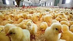 توانی برای ادامه تولید نداریم