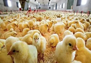توانی برای ادامه تولید نداریم