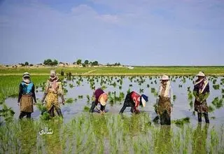 روند صعودی افزایش قیمت برنج متوقف می‌شود
