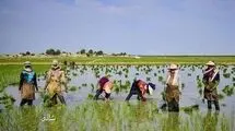 روند صعودی افزایش قیمت برنج متوقف می‌شود