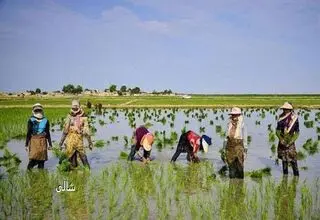 روند صعودی افزایش قیمت برنج متوقف می‌شود