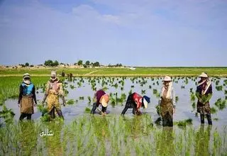 روند صعودی افزایش قیمت برنج متوقف می‌شود