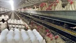 هیچ کمبودی در بازار مرغ مشاهده نمی‌شود