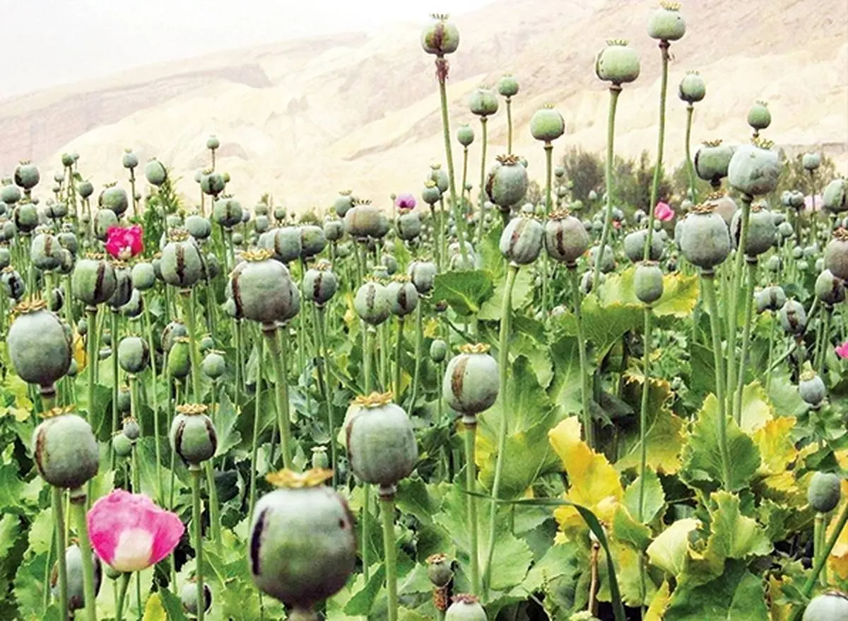 تصمیمات جدید و جالب برای کشت خشخاش در ایران