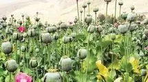 تصمیمات جدید و جالب برای کشت خشخاش در ایران
