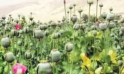 تصمیمات جدید و جالب برای کشت خشخاش در ایران