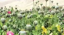 برخی از کسانی که قبلا برنج می‌کاشتند اقدام به کشت خشخاش کرده‌اند!