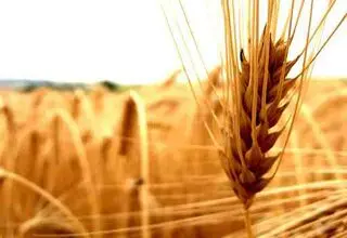 پرداخت بیش از  ۱۵۰ همت از مطالبات گندمکاران