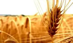 پرداخت بیش از  ۱۵۰ همت از مطالبات گندمکاران