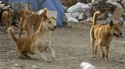 چرخه باطل دلسوزی و خشونت /پشت پرده غذارسانی ناآگاهانه به سگ‌ها  و ناکارآمدی شهرداری