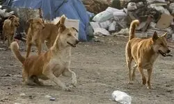 چرخه باطل دلسوزی و خشونت /پشت پرده غذارسانی ناآگاهانه به سگ‌ها  و ناکارآمدی شهرداری