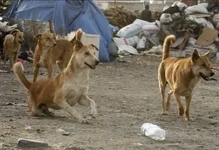 چرخه باطل دلسوزی و خشونت /پشت پرده غذارسانی ناآگاهانه به سگ‌ها  و ناکارآمدی شهرداری