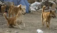 چرخه باطل دلسوزی و خشونت /پشت پرده غذارسانی ناآگاهانه به سگ‌ها  و ناکارآمدی شهرداری