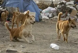 چرخه باطل دلسوزی و خشونت /پشت پرده غذارسانی ناآگاهانه به سگ‌ها  و ناکارآمدی شهرداری