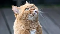 راز محبوبیت گربه‌های نارنجی لو فت!