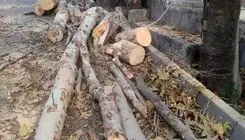 قطع درختان محله باغ فردوس برای رفع خطر و با مجوز بوده است/ تذکر به وزارت جهاد کشاورزی بابت قطع درختان در منطقه ۵