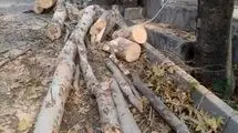 قطع درختان محله باغ فردوس برای رفع خطر و با مجوز بوده است/ تذکر به وزارت جهاد کشاورزی بابت قطع درختان در منطقه ۵