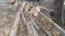 قطع درختان محله باغ فردوس برای رفع خطر و با مجوز بوده است/ تذکر به وزارت جهاد کشاورزی بابت قطع درختان در منطقه ۵