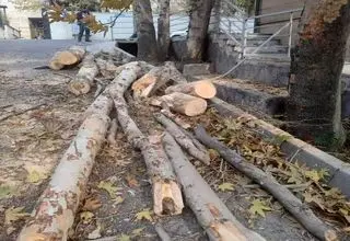 قطع درختان محله باغ فردوس برای رفع خطر و با مجوز بوده است/ تذکر به وزارت جهاد کشاورزی بابت قطع درختان در منطقه ۵