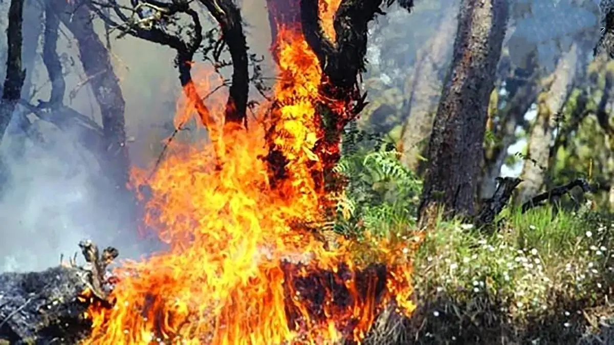 برداشت عسل با آتش‌سوزی ختم شد / مرد جنوبی درختان را به آتش کشید + فیلم