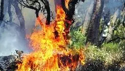 برداشت عسل با آتش‌سوزی ختم شد / مرد جنوبی درختان را به آتش کشید + فیلم