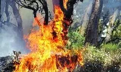 برداشت عسل با آتش‌سوزی ختم شد / مرد جنوبی درختان را به آتش کشید + فیلم