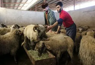 مشکلی برای تامین گوشت قرمز وجود ندارد