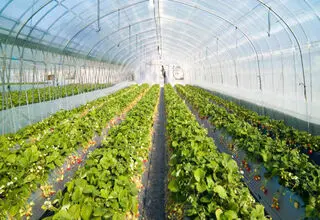 خسارت  ۱۰ هزار میلیارد تومانی به گلخانه‌های کشور با قطعی برق