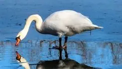 نجات قوی فریادکش زخمی در آستانه‌اشرفیه