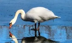 نجات قوی فریادکش زخمی در آستانه‌اشرفیه