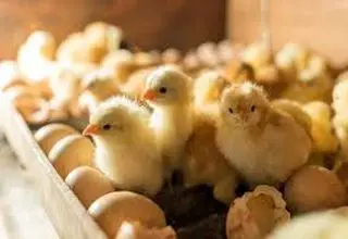 جوجه ریزی برای تامین نیاز مردم در حال انجام است